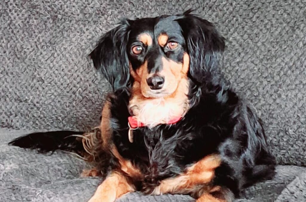 What stops you adopting an adult dog?